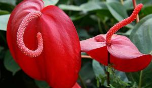 Scherzer Anthurium. Hoe te doorbloei bereiken