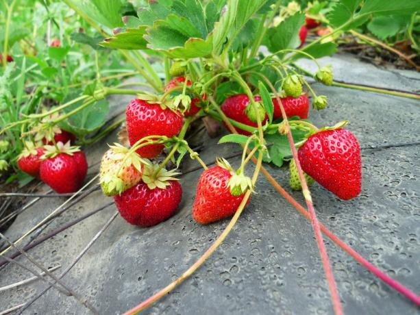 Aardbeien in de tuin. Foto's van test.garden8.ru