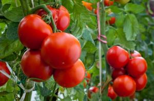Wat nu nodig is om tomaten in de tuin