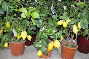 Hoe te vruchtlichamen citroen en mandarijn groeien van een steen