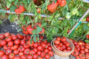 De onderste bladeren, hoe hoger de opbrengst van tomaten (speciale modus bemesting en irrigatie)