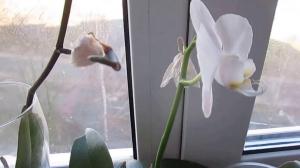 De redenen vallen knoppen in orchideeën