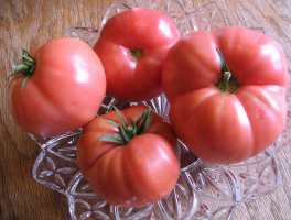 6 veeleisend ondermaats tomaat fokken Siberische
