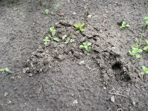 Foto slagen molsprinkhanen in de tuin (met gektariki.ru)