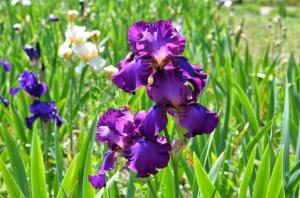 Irissen in de Tuin: hoe heerlijke bloemen groeien zonder problemen