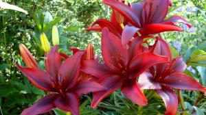 Lily zal prachtig bloeien in het komende jaar: de herfst care