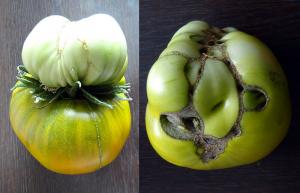 De waarheid over de dubbele bloemen in tomaten, verwijderen of niet
