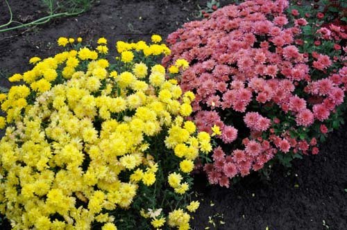 Chrysanten Meer en versieren site! (Flo.discus-club.ru)