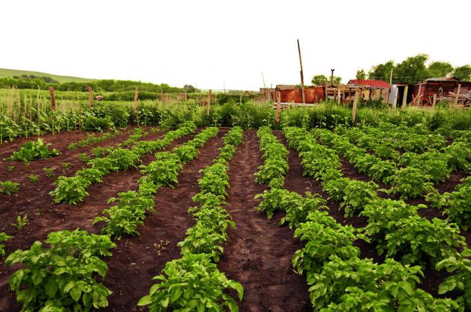 Voor aardappelen, ook de regel van vruchtwisseling | Tuinieren & Tuinbouw