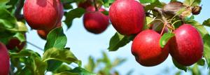 Apple tree - de agrarische technicus en biologische kenmerken
