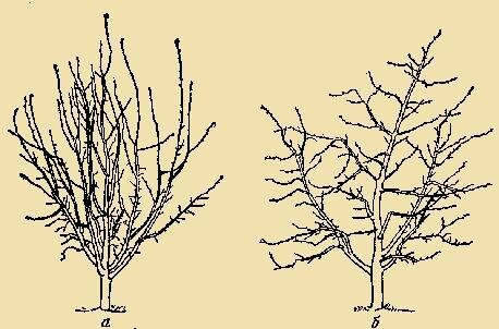 Spring snoeien wordt actief toegepast op jonge bomen - aangelegde bomen, die onderworpen zijn rijpen deze procedure elk jaar, moet elk jaar zijn er minder (we hebben het niet over anti-aging snoeien).