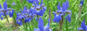 Hoe maak je een tuin van irissen meesterwerken: het ontleden voorkeuren planten 🌸