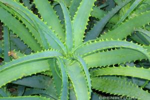 Agave: geneeskrachtige eigenschappen van planten