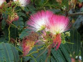 Albizia julibrissin - decoratieve en nuttige boom in de tuin