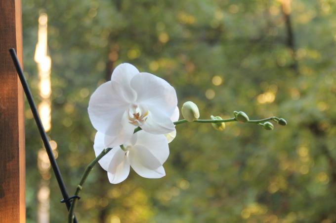 Mijn witte phalaenopsis deze zomer bloeide voor het eerst na aankoop. Houd een artikel op zijn pagina op het sociale netwerk, om niet te verliezen en te delen met vrienden!