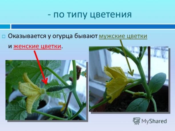Een illustratief voorbeeld van een site myshared.ru