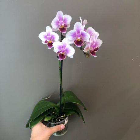 Blooming phalaenopsis. Foto voor het artikel zijn afkomstig uit het internet