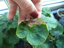 Top 5 Pelargonium ziekten en hun behandeling