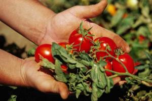 6 geheimen: tomaten zijn heerlijk, sappig en grote