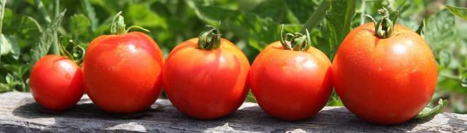 Verse tomaten op de tafel is altijd de weg!