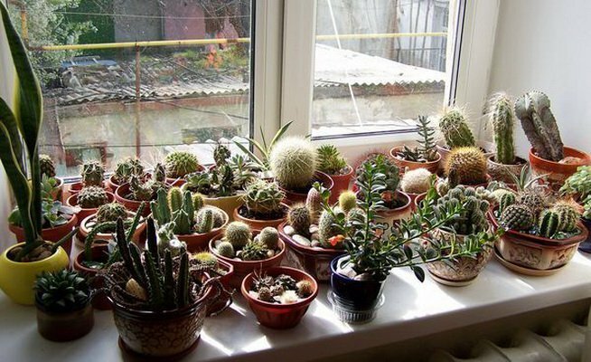 Het verzamelen van cactussen in het zuiden venster