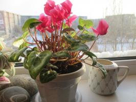 Eenvoudige regels luxe Cyclamen: zorg tijdens en na de bloei
