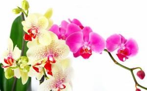 De zorg voor de orchideeën na de bloei