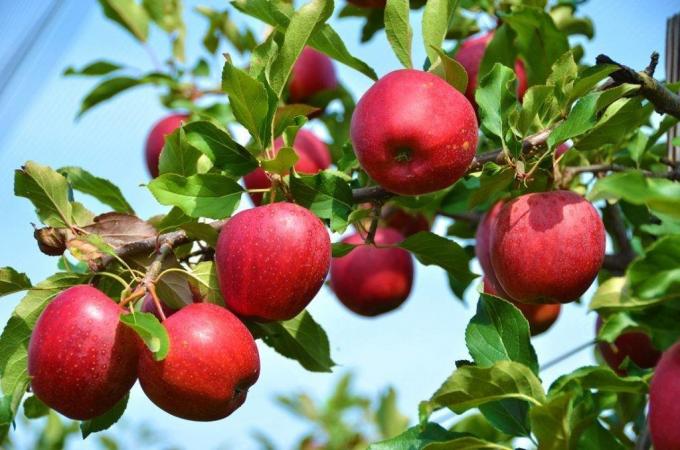 Wat als de appel en pruim niet vrucht dragen?