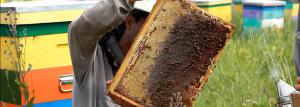 Hives van Epps - voors en tegens