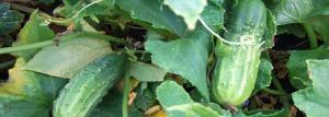 Cold Summer: hoe een grote oogst van komkommers te krijgen in langdurige +12 graden
