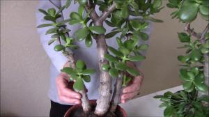 Crassula: Fundamentals formirovki elegante kroon