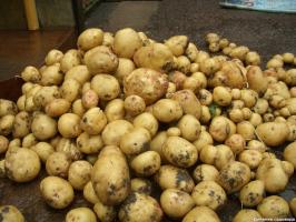 Putting tot 15 kg. aardappelen met 1 vierkante. m: Werkwijze Kvartalnova