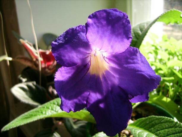 Grote bloemen - een van de belangrijkste voordelen van strepokarpusa