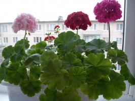 5 blunders zorg voor geraniums