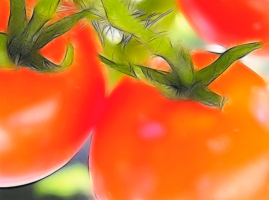 5 manieren om het versnellen van de rijping van tomaten