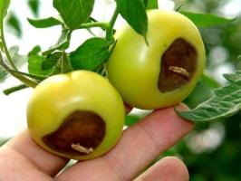 Blossom rot van tomaten: symptomen en de behandeling