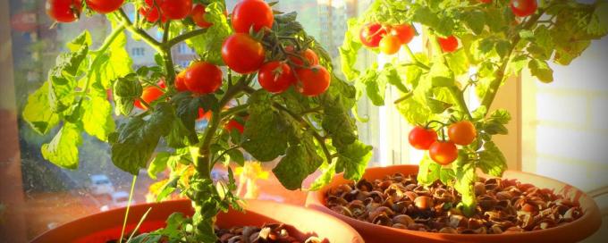 Voor een goede vruchtzetting ingemaakte tomaten hebben veel zon