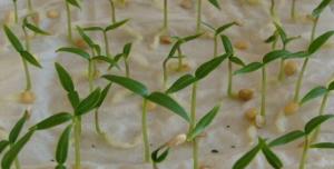 Hoe snel spruit van peper zaden voor het planten zaailingen.