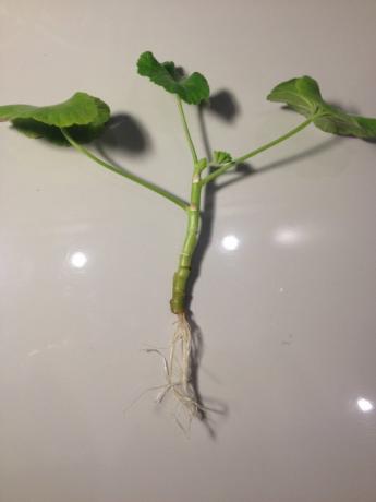 Geranium stengels met wortels (foto-Internet)