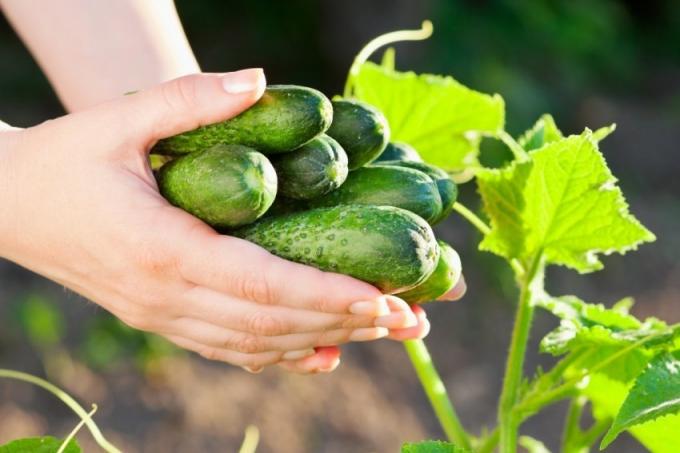 Manieren om een ​​overvloedige oogst van komkommers te krijgen, op basis van de behoeften van de natuurlijke plantaardige gewassen (