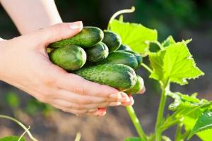 10 geheimen rijke oogst komkommers in uw tuin