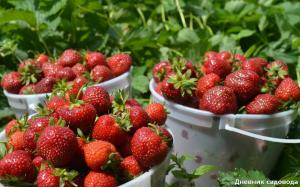 Bemesting aardbeien, die de productiviteit zal toenemen met 2-3 keer