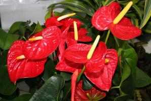 Wilt prachtige bloei Anthurium? Enkele belangrijke tips om u te helpen in deze