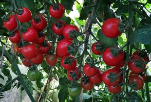 Hoe de tomaten sneller en voeden in augustus te rijpen