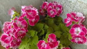 Bemesting in het voorjaar geranium: 3 opties voor de start van de massa bloei
