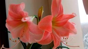 Hippeastrum veel voorkomende ziekten en hun behandeling