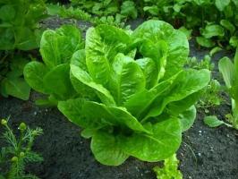 Top 5 groenten die groeien in de schaduw
