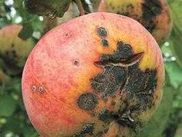 De beste methoden om de bestrijding van schurft op appel.
