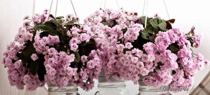 Een rel van bloeiende viooltjes ampelnyh (bron: Yandeks.Kartinki)