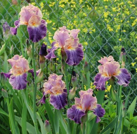 Iris kan goddelijke bloem worden genoemd. De oude Grieken de naam van de fabriek ter ere van hun godin Iris, die uit de hemel neerdaalt in de sterfelijke wereld over the rainbow. Iris en vertaalt als "rainbow" Later botanici niet besloten aan te raken om het even wat in de namen. En terecht!